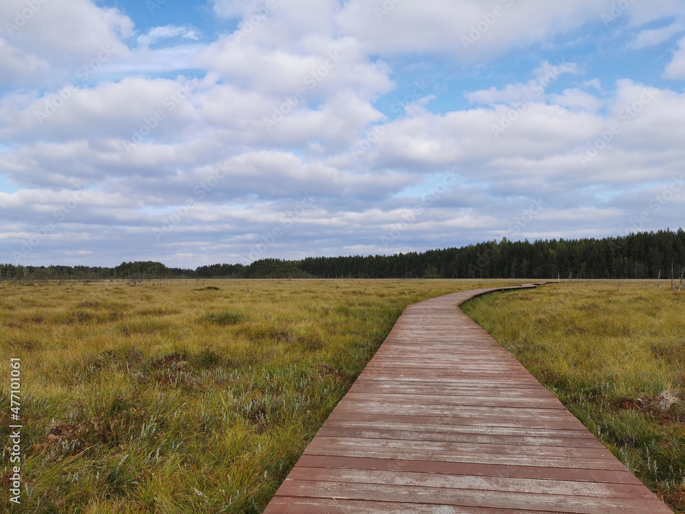 Wooden plank flooring over a swamp with yellowed grass against a beautiful sky with clouds.