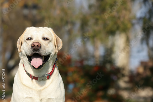 Happy yellow Labrador in park on sunny day. Space for text © New Africa