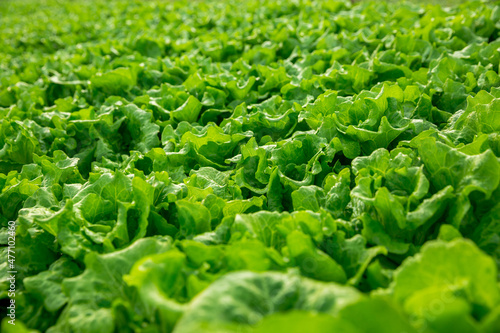 Green lettuce in growth at vegetable garden