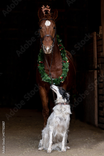 Horse and dog standing at stable 's door  photo