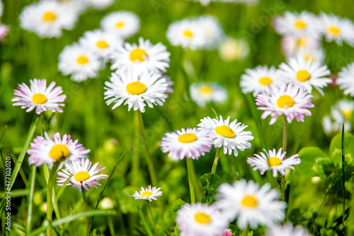 White small daisies blooming on grass background © licvin