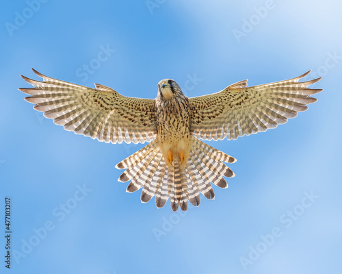 Eurasian kestrel hovering with it's wings spread out