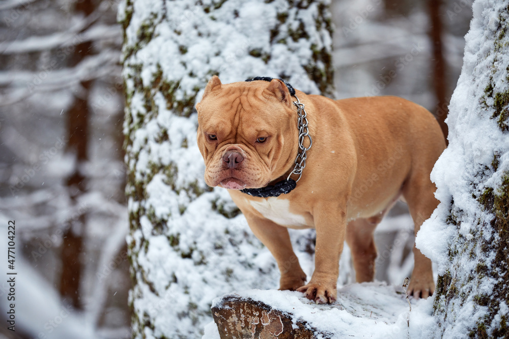 American bully dog playing in the snow, selective focus