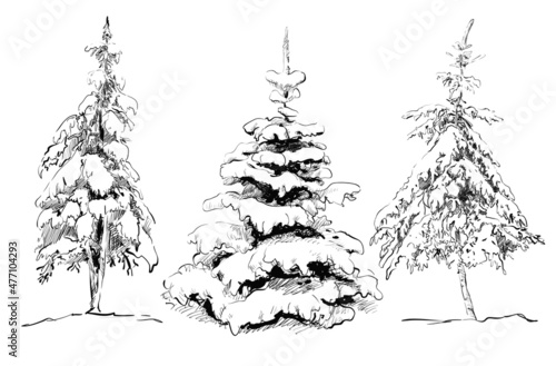 Hand drawing pine set. Vector illustration