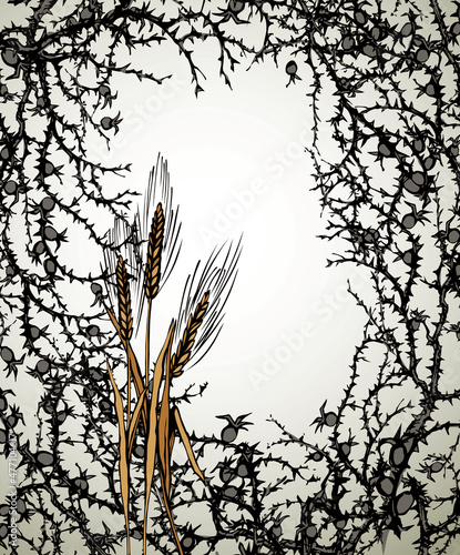 A Bible parable. The grain fell into the thorns. Vector drawing