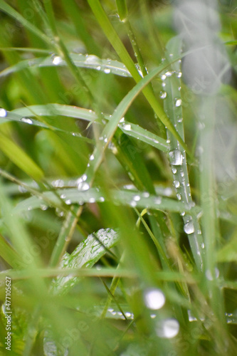 drops on the grass