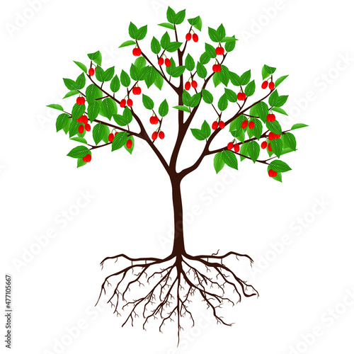 Dogwood tree with fruits and roots on a white background.