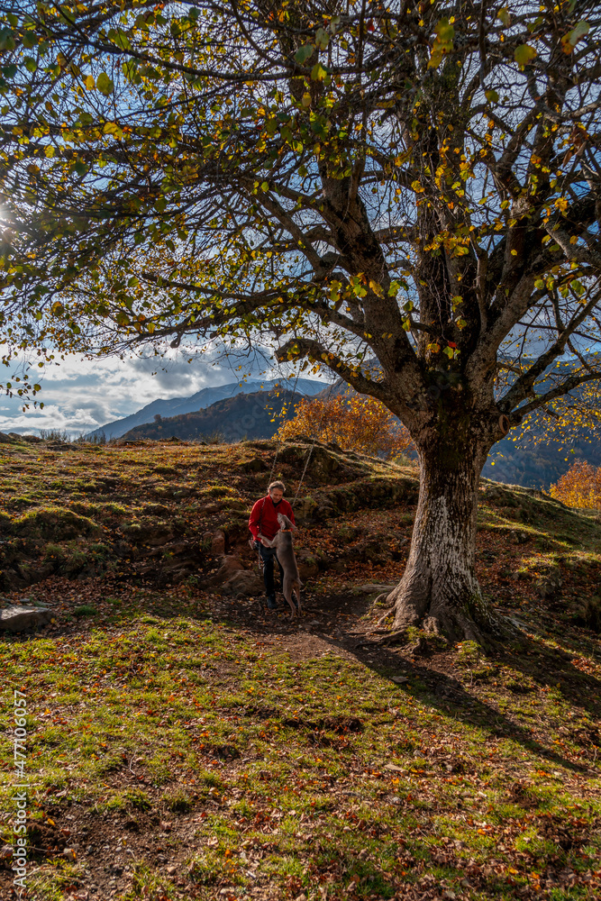 Man next to the tree on a swing and with a Weimaraner breed dog, in the Aran Valley, Catalonia, Spain