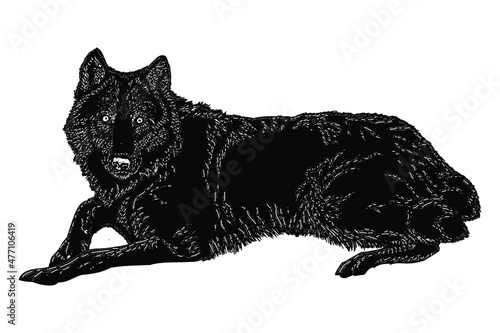 wolf lying vector illustration isolated on white background