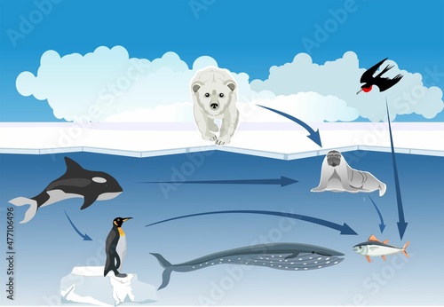 Polar bear, walrust on the ice surface, wale, fishes in the sea depth vector 