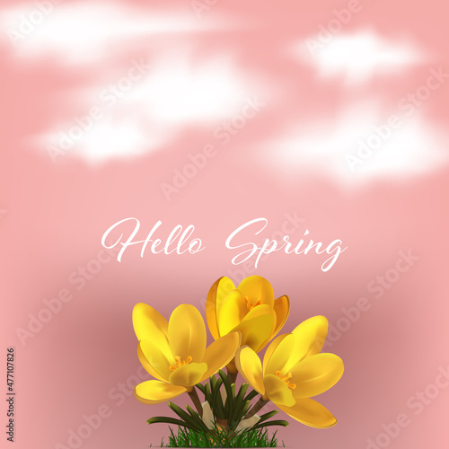 Bouquet of yellow blossoming crocuses on pink vector background with clouds, spring poster design, hello spring