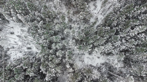 Winter forest. Aerial view to snowy spruce and pine