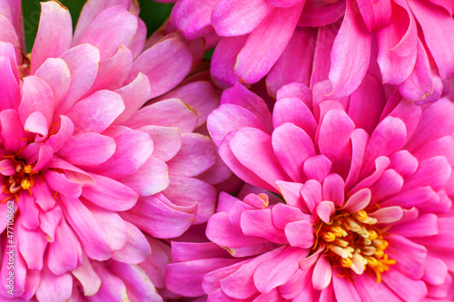 closeup beautiful pink chrysanthemum flower in the garden  flower background