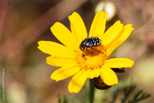 Two beetles named Oxythyrea Neomi on a yellow mum flower.one mature and the other is its tiny descendant. photo
