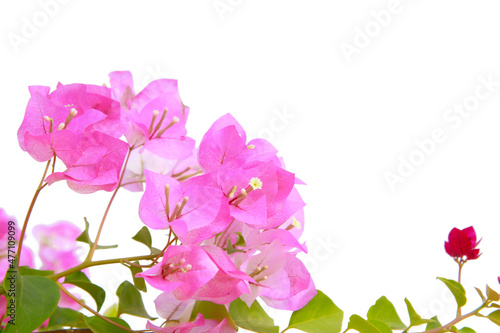 bougainvilleas isolated on white background..