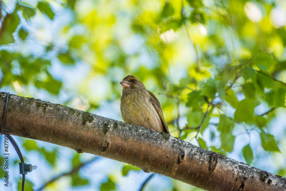 Green and yellow songbird, The European greenfinch sitting on a branch in spring. Green and yellow songbird, The European greenfinch sitting on a branch in spring.