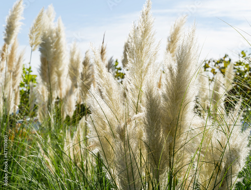 Close-up of Pampas grass or soft plants Cortaderia selloana in blue sky in new modern city park Krasnodar. Public landscape Galitsky park for relaxation and walking in sunny autumn 2021 photo