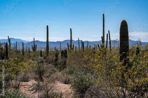 A long slender Saguaro Cactus in Saguaro National Park  Arizona