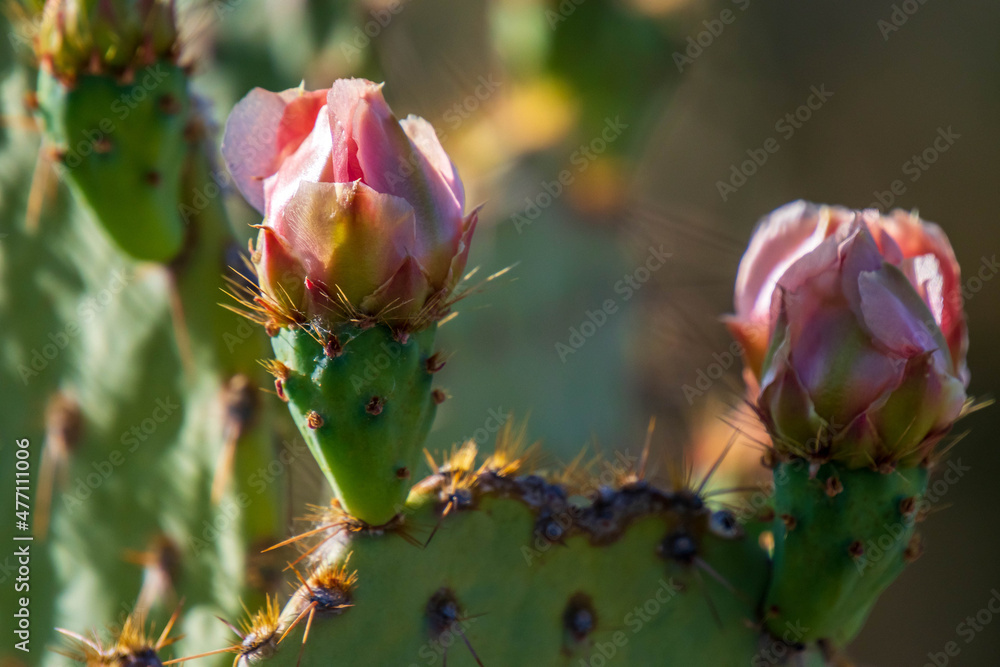A flowering plants in Saguaro National Park, Arizona A flowering plants in Saguaro National Park, Arizona
