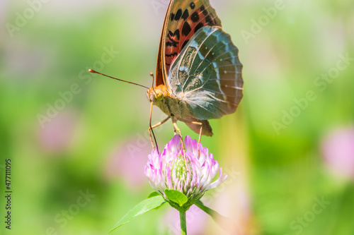 The dark green fritillary butterfly collects nectar on flower. Speyeria aglaja is a species of butterfly in the family Nymphalidae. photo