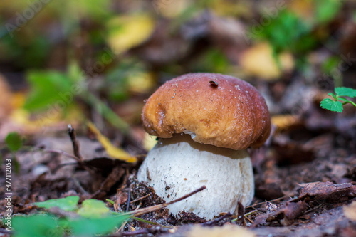 a young boletus grows in the forest