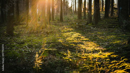 Fototapeta Naklejka Na Ścianę i Meble -  forest floor sunlight sunbeams moss golden