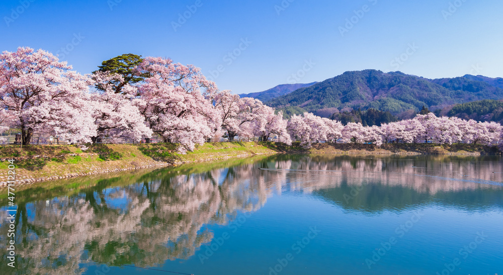 春イメージ　信州の桜風景　ワイド