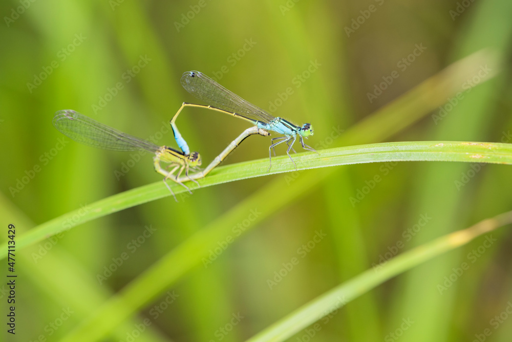 Douniang lives on wild plants in the field, and douniang is mating Douniang lives on wild plants in the field, and douniang is mating