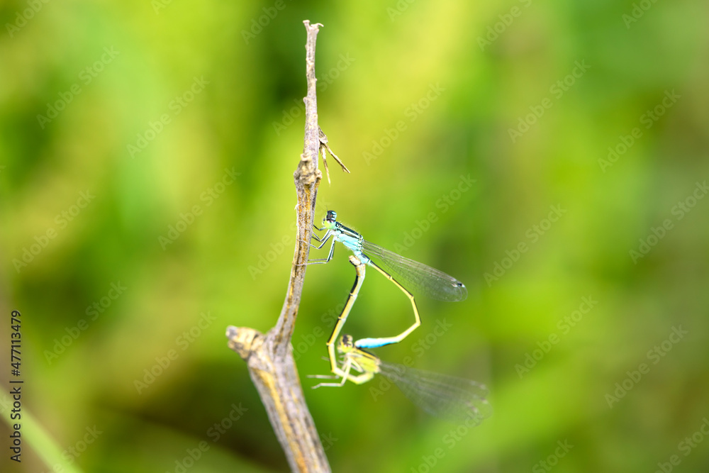 Douniang lives on wild plants in the field, and douniang is mating Douniang lives on wild plants in the field, and douniang is mating