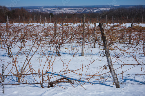 A snow covered field of grapevines in the Finger Lakes Region of New York State lies dormant during a cold winter's day.