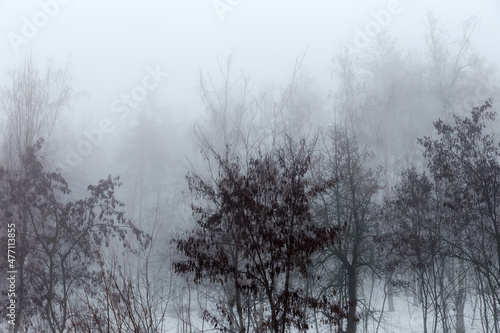 Section of the winter forest in heavy fog