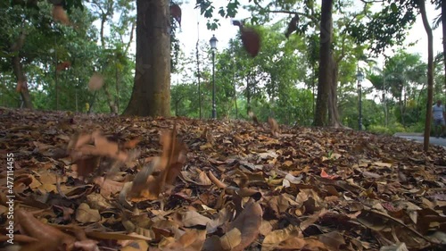 Autumn Leaves Singapore 02. High quality video footage photo