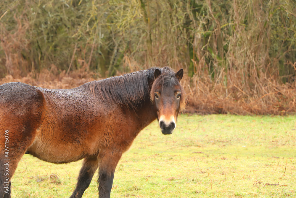 Gorgeous brown pony grazing in the muddy winter fields Gorgeous brown pony grazing in the muddy winter fields