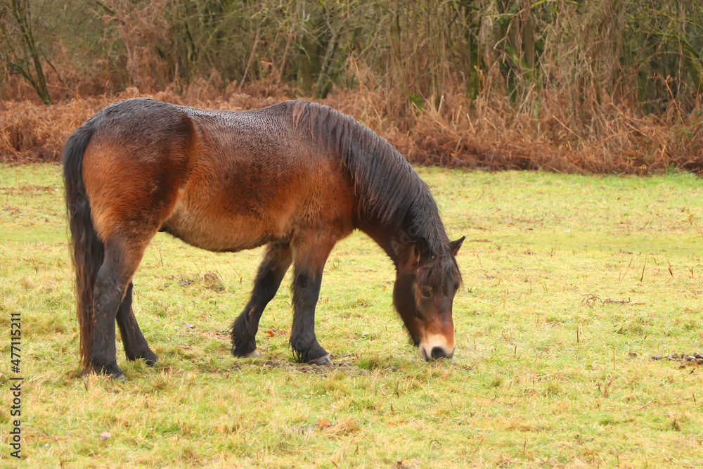 Gorgeous brown pony grazing in the muddy winter fields Gorgeous brown pony grazing in the muddy winter fields