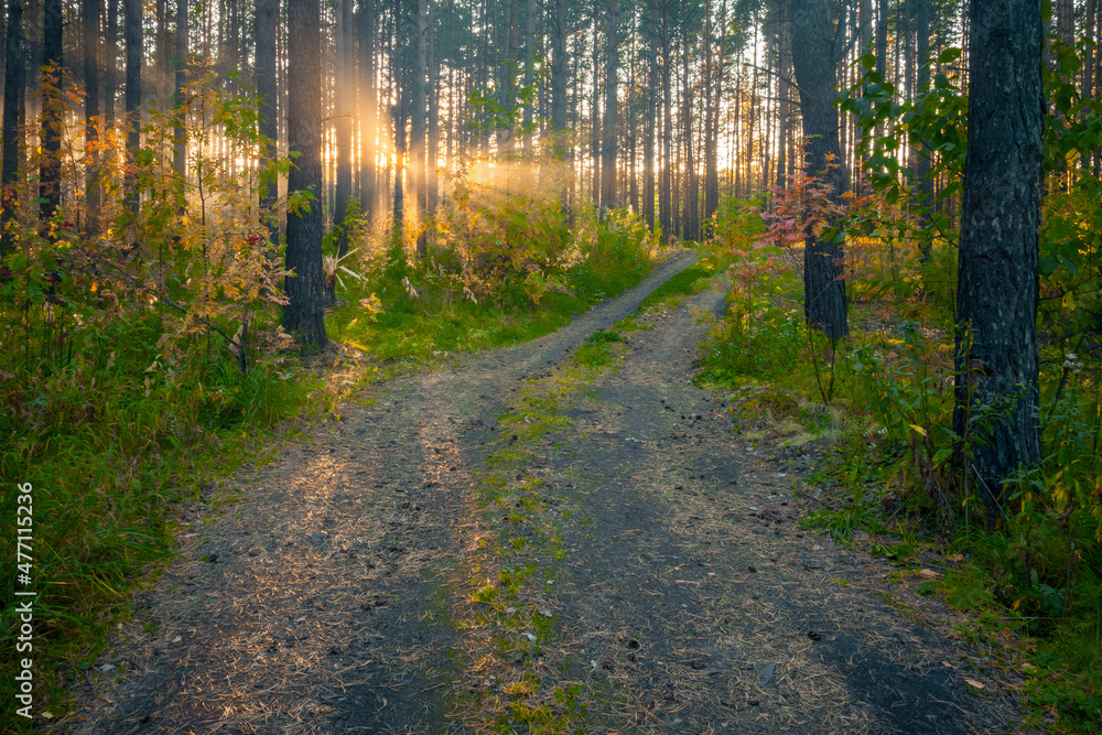 sunset in the woods sunset in the woods