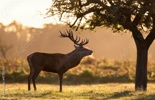 Silhouette of Red deer stag standing under a tree on a misty autumn morning