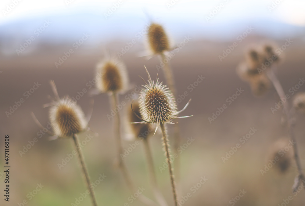 Thistle in the morning