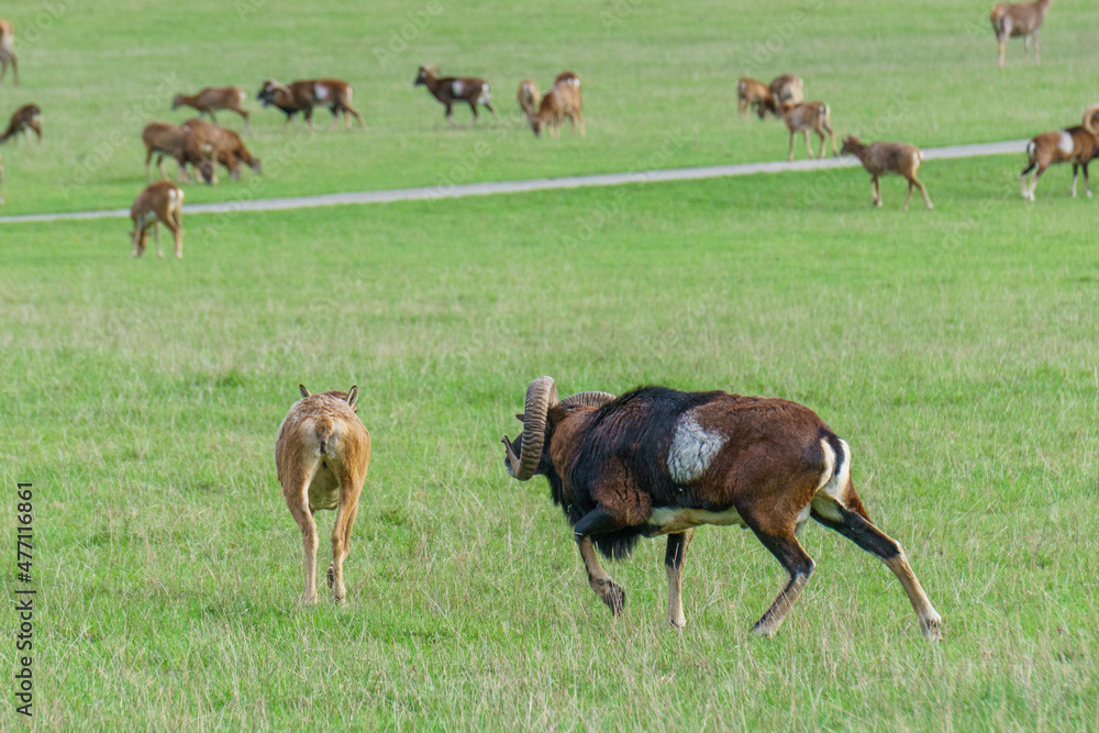 Funny aries chasing deer on green meadow Funny aries chasing deer on green meadow