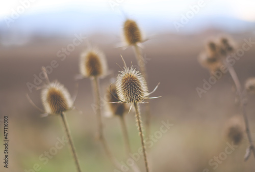 Thistle in the morning