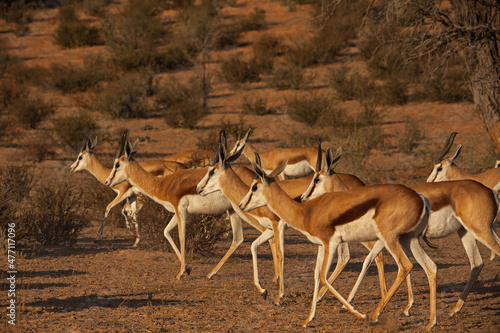 Herd of springbok on the move 4666