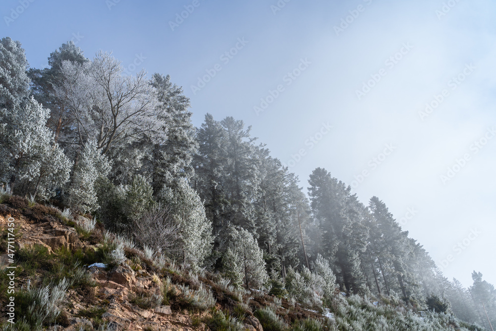 Snow-covered landscape at Christmas time at the Schluchsee in the Upper Black Forest, Germany Snow-covered landscape at Christmas time at the Schluchsee in the Upper Black Forest, Germany