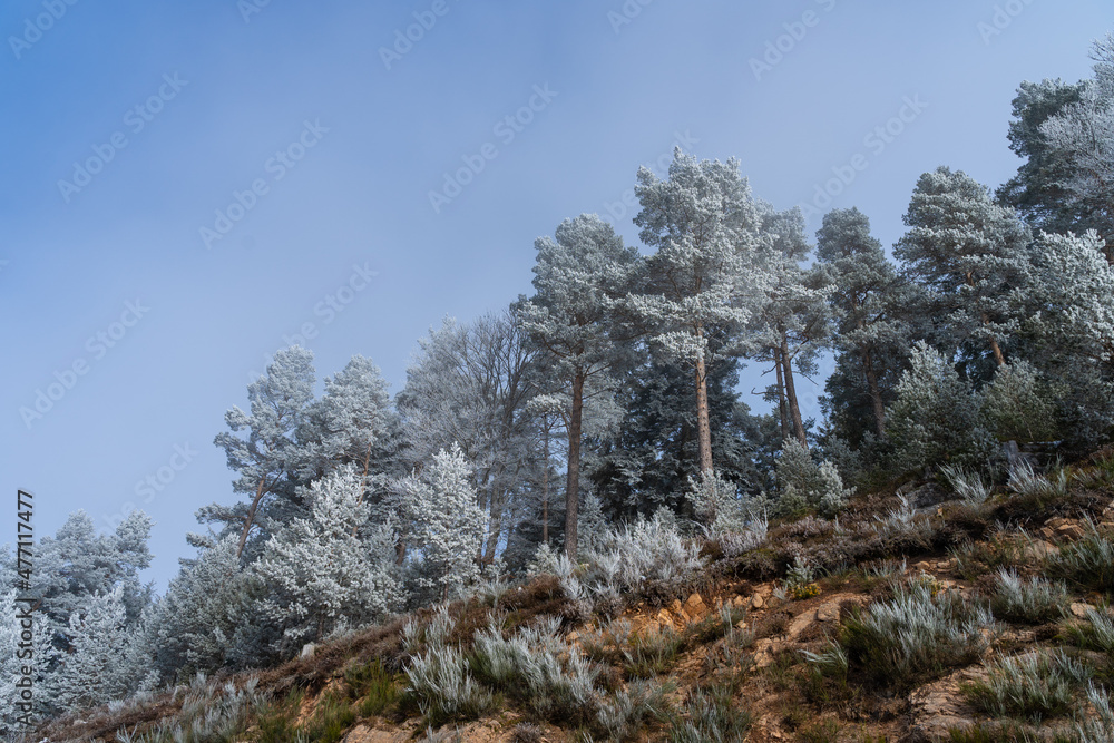 Snow-covered landscape at Christmas time at the Schluchsee in the Upper Black Forest, Germany Snow-covered landscape at Christmas time at the Schluchsee in the Upper Black Forest, Germany