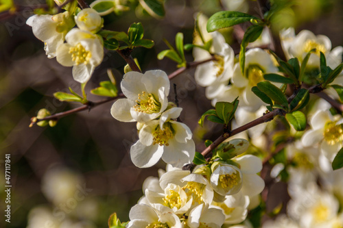 Beautiful spring blossoming tree branches with white flowers macro