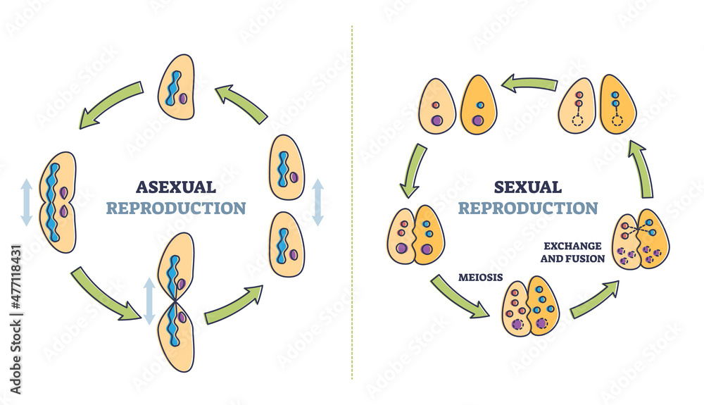 Fotomural Asexual Vs Sexual Cellular Reproduction Types Comparison