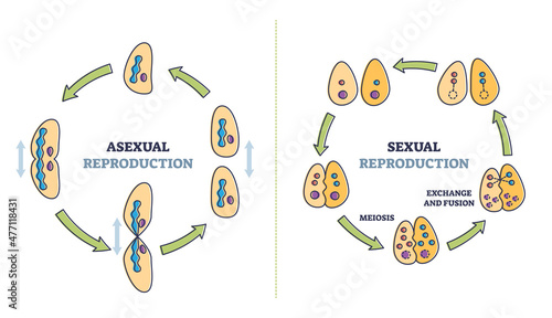 Asexual vs sexual cellular reproduction types comparison outline diagram. Labeled educational meiosis, exchange and fusion process explanation with regeneration and division scheme vector illustration photo