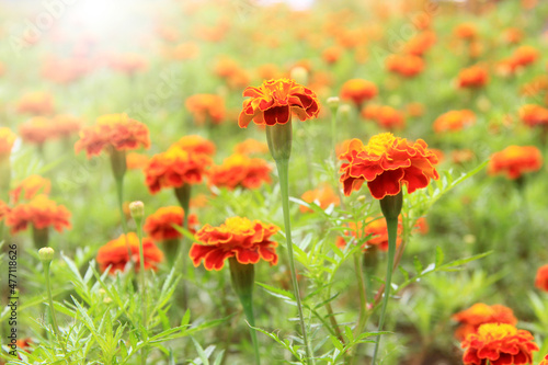 Beautiful orange flowers in the sun. beautiful flower backgrounds