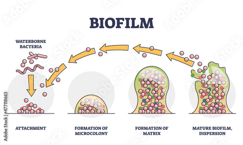 Biofilm formation stages with development and dispersion outline diagram. Labeled educational process explanation with waterborne bacteria, microcolony, matrix and mature cycle vector illustration. photo