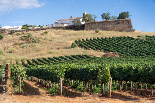 Vineyards and walls of the castle of the Medieval village of Estremoz in Alentejo region in Portugal.