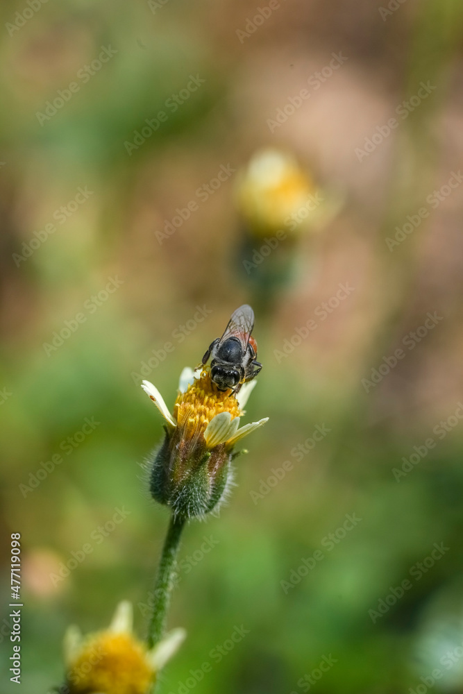 Yellow Bee collecting pollen at yellow flower flower on green natural garden Blur background, Bee flying over the yellow flower in blur background
Yellow Bee collecting pollen at yellow flower flower on green natural garden Blur background, Bee flying over the yellow flower in blur background