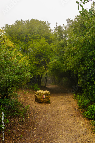 Forest Hiking trail, Mount Meron, on a foggy winter day
